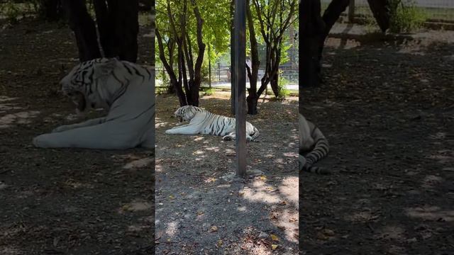 Парк Львов «Тайган» смотреть онлайн