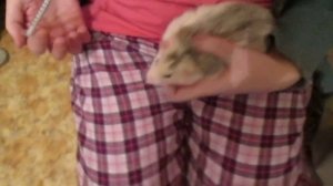 Как влить в крысу невкусное лекарство