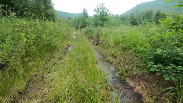 ТАКИХ ГРИБІВ У ЛІТІ ДАВНО НЕ БУЛО! СЕКРЕТНЕ МІСЦЕ. Карпати. смотреть онлайн