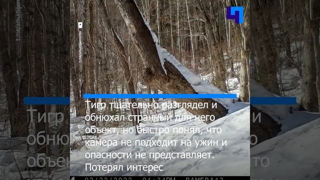 В Приморье фотоловушка запечатлела любопытного амурского тигра смотреть онлайн