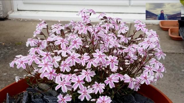 Floks (Płomyk) Szydlasty 'Candy Stripes' - Phlox Subulata 'Candy Stripes'