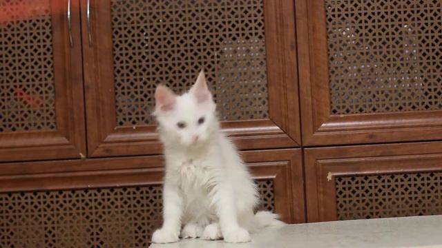 Nobel Estate Pearls*RU белый мейн кун смотреть онлайн