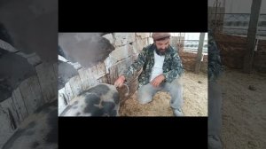 КАК ПРАВИЛЬНО ИЗМЕРЯТЬ ТЕМПЕРАТУРУ У СВИНЬИ.