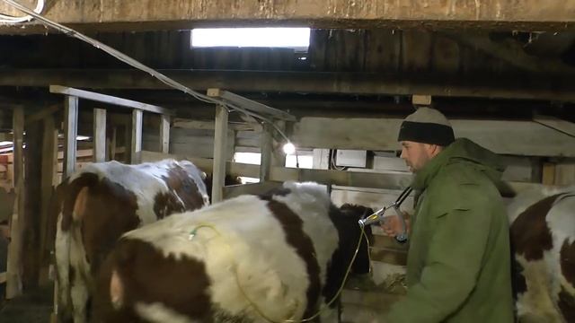 Ставим уколы аппаратом Шилова/ Сепарируем первое молоко/ #ПереездНаАлтай#ПереездВдеревню