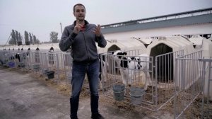 Откорм бычков на мясо. Секреты и технологии выращивания телят.