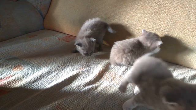 Котята, Шотландский вислоухий смотреть онлайн