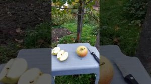 ЯБЛОНЯ АУКСИС