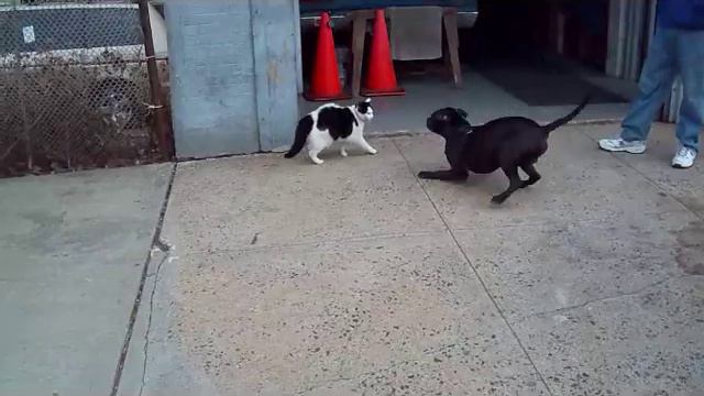 Killer Pitbull vs little pussy cat on NYC street. смотреть онлайн