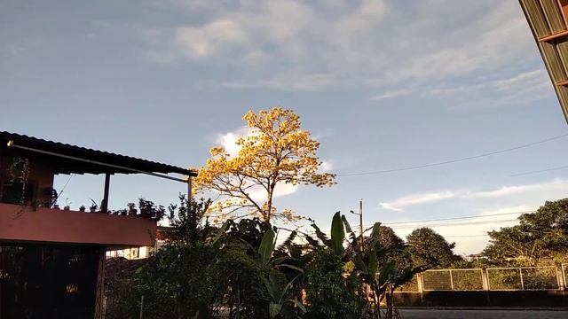 Дерево Guayacan, или жëлтый дуб смотреть онлайн