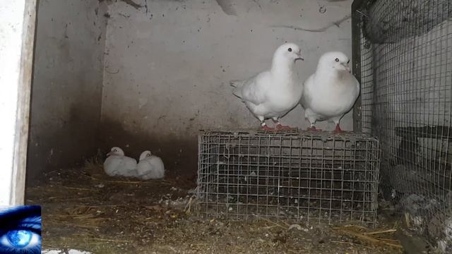 Що на господарстві... Звіт за квітень смотреть онлайн