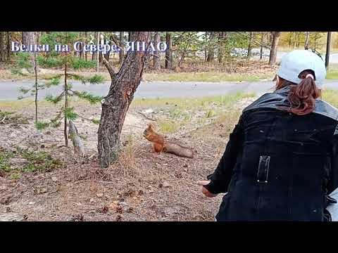 Белки на Севере.  ЯНАО.