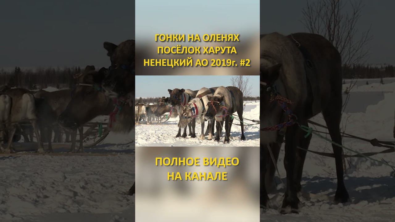 ГОНКИ НА ОЛЕНЯХ DEER RACES 2 SHORTS #SHORTS смотреть онлайн