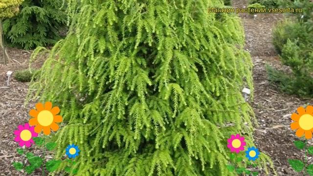 Тсуга канадская Фастигиата. Краткий обзор, описание характеристик tsuga canadensis Fastigiata смотреть онлайн
