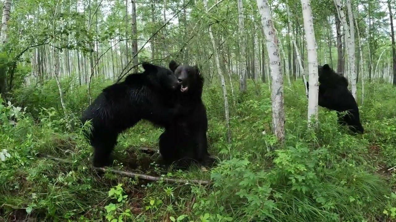 Медвежата заводят мамку. смотреть онлайн