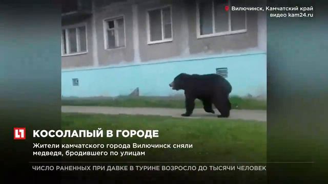 Жители камчатского города Велючинск сняли медведя, бродившего по улицам смотреть онлайн