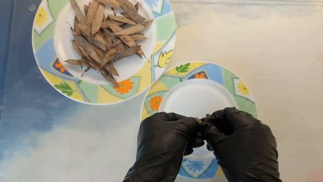 Церцис, Багрянник, Иудино дерево. Как выглядят семена? | Cercis