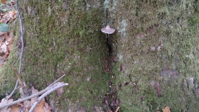 Гриб на дереве во мху смотреть онлайн