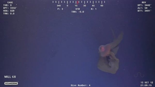 GIANT PURPLE JELLYFISH: STYGIOMEDUSA GIGANTEA