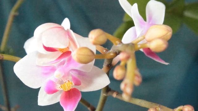 The birth of Orchid.avi смотреть онлайн