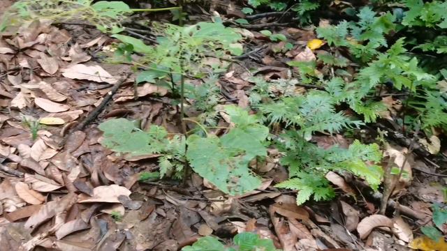 Jungle Shopping Part. 10 | Alocasia Scabriuscula - Alocasia Tulang Biru, Alocasia Rare.