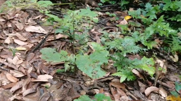 Jungle Shopping part. 10 | Alocasia Scabriuscula - Alocasia tulang Biru, Alocasia rare.