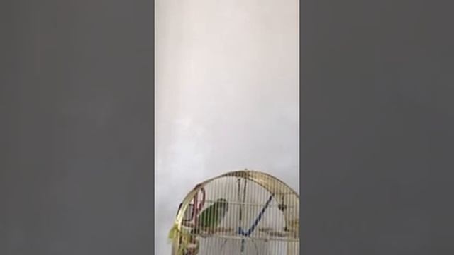 Попугай Калита монах поёт песни "Антошка, Антошка" и "крокодилы бегемоты", болтает смотреть онлайн