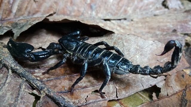 Robo Alive Cockroach | Toy Animals farm for Kids смотреть онлайн