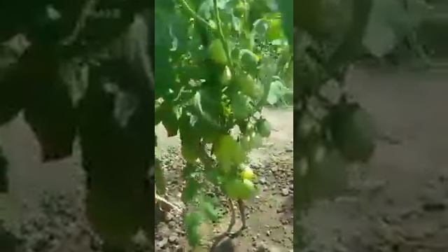 Жидкий биогумус. Отзывы наших покупателей. смотреть онлайн
