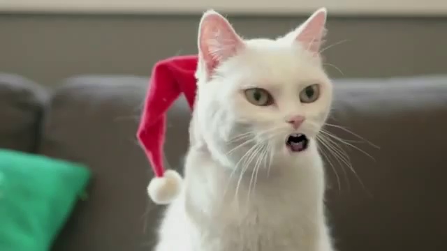 Кот поет Jingle Bells смотреть онлайн