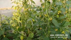 ФИЗАЛИС КОРОЛЕВА МАЛИНАЛЬКО Queen of Malinalco Tomatillos ПРЕЗЕНТАЦИЯ Супер новинка 2020 года