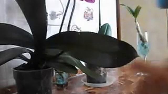 Полив цветов смотреть онлайн