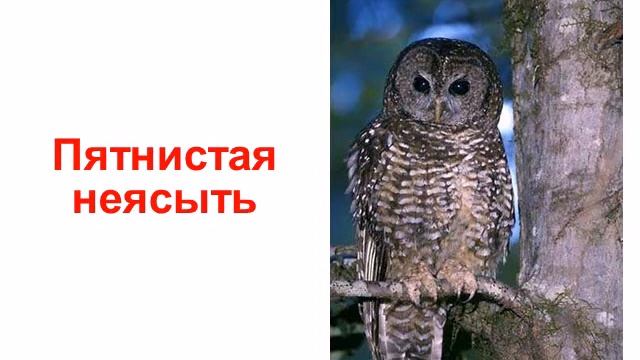 Птицы - совы