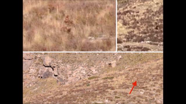 Does The BIG FOOT Really Exist? AI