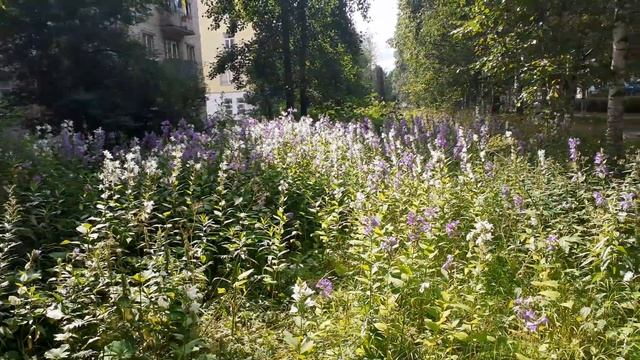 27.07.2023 - Троицкий пр. Архангельск, горы, холмы, моря колокольчиков в городе смотреть онлайн