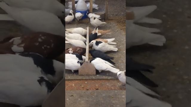 Высоколетные Гривуны смотреть онлайн