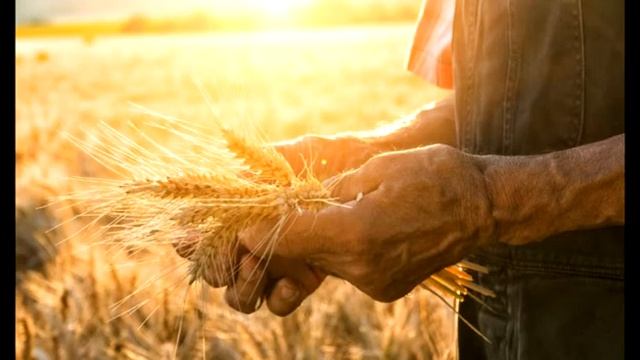 Поле жизни. Христианский стих. Жатва. Длинный христианский стих на праздник жатвы. смотреть онлайн