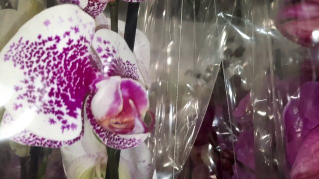 ОБЗОР ИЗ МАГАЗИНА "ОРХИДЕЯ "//17.05.24// смотреть онлайн