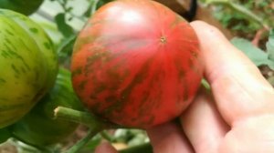 Томат амурский тигр розовый