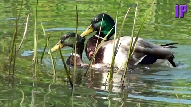 Duck Wars - Drake Mallards Fight Over Female - London смотреть онлайн