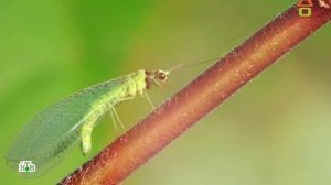 Dachni otvet 16.06.2019 дачный ответ на remont-online.net