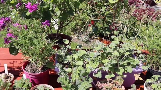 Видовие пеларгоний в моей коллекции смотреть онлайн