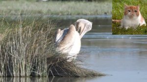 Кудрявый пеликан - Pelecanus crispus.mp4
