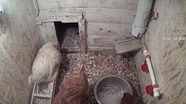 Курятник. Жизнь в курятнике. Можно покормить онлайн. Chicken Coop Stream. Online Feed
