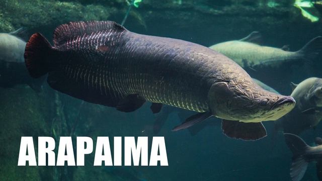 Top 10 Aquarium Monster Fish That You Can Keep смотреть онлайн