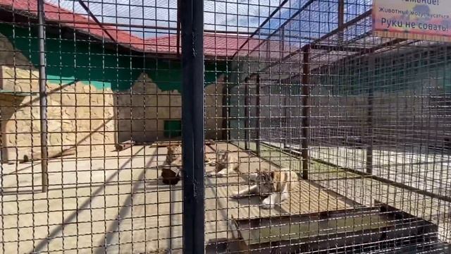 Тайган НАПОЛНИЛСЯ ВЕСНОЙ!