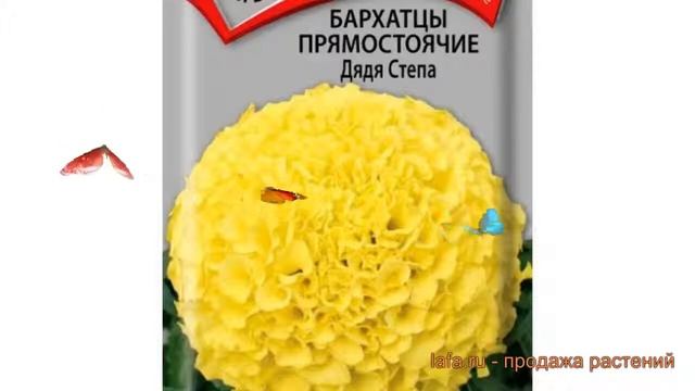 Бархатцы прямостоячая Дядя Степа (dyadya stepa) ? обзор: как сажать, семена бархатцев Дядя Степа смотреть онлайн