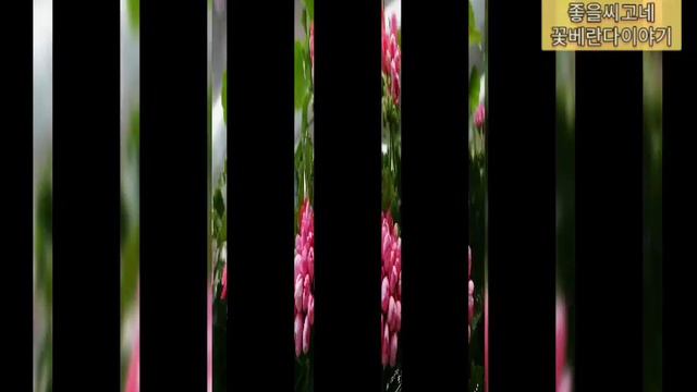 Pelargonium꽃 소개- 핑크 판도라 [Pink Pandora]