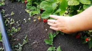 Земляника Барон Солемахер в конце июля, ягоды как они есть.