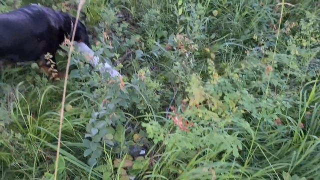 Hills at sunset. ☀️ Day two. Luna ? and Venza ? meet a herd of sheep again ??? смотреть онлайн