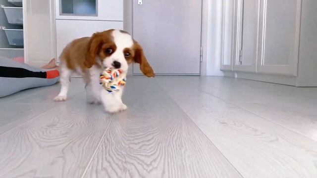 Первый день с Бони (Бейли). Щенок Кавалер Кинг Чарльз Спаниель смотреть онлайн